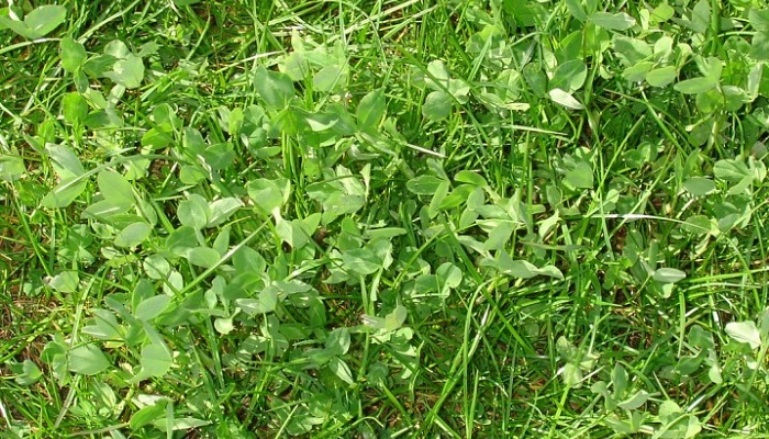 Is the Tide Eventually Turning for Clover?