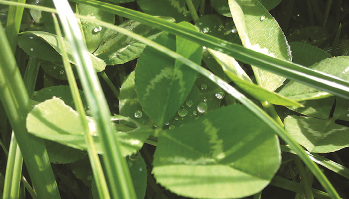 Assessing clover content on a Teagasc/Tirlán Future Farm