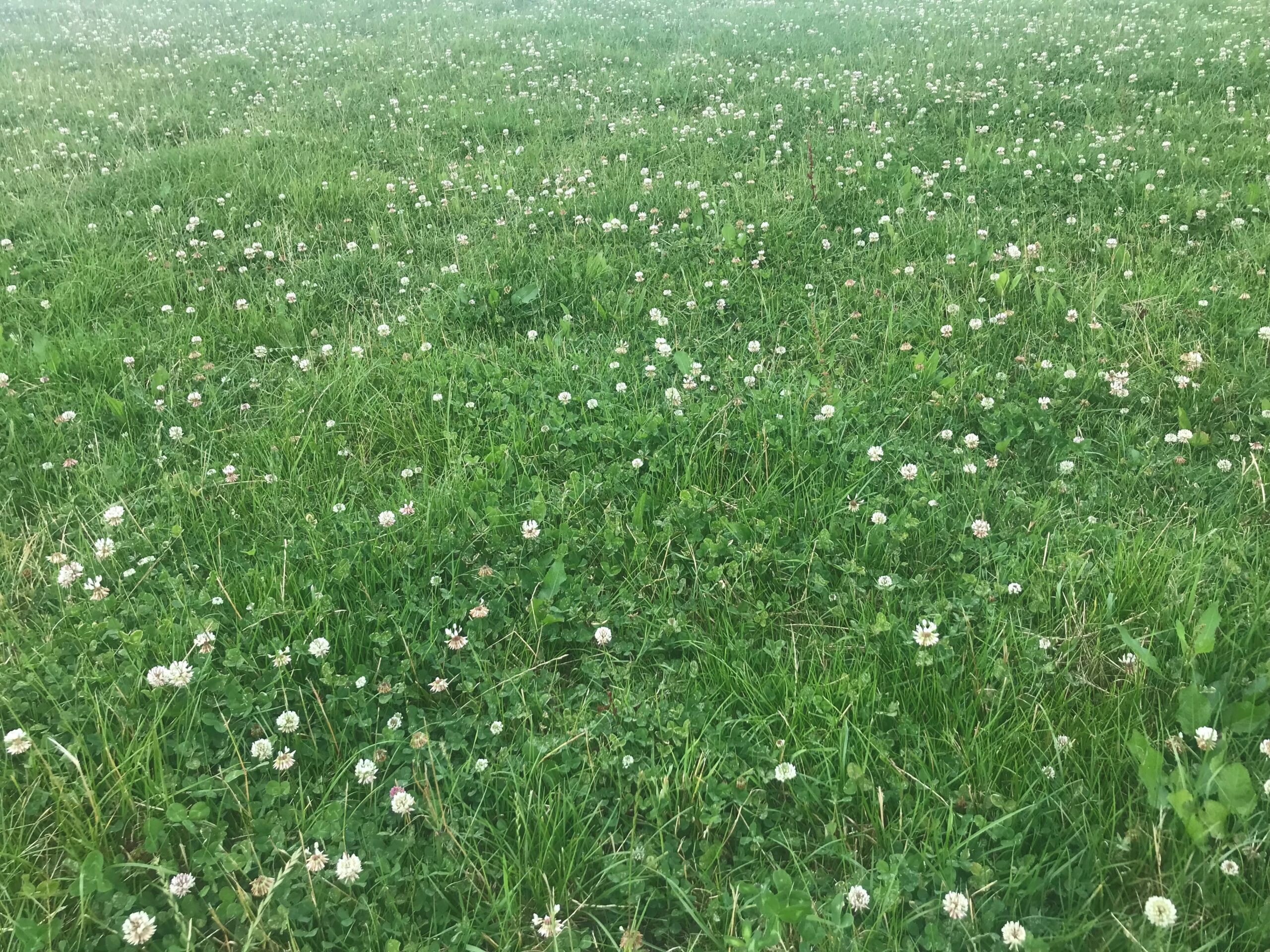 John Pringle clover