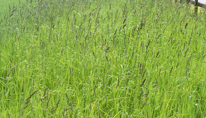 cocks foot in arable margin