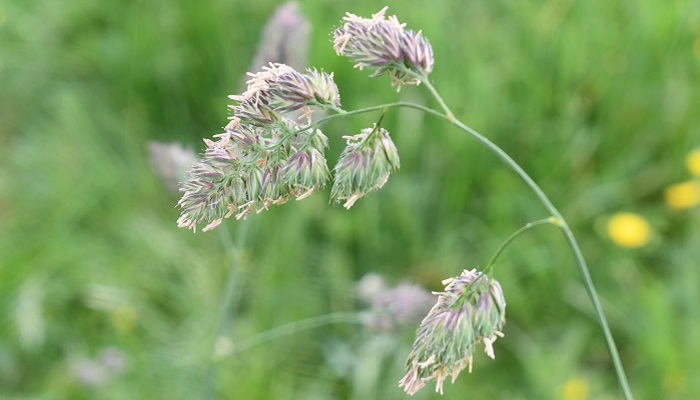 cocks foot seed heads