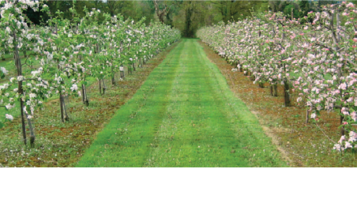 Commercial Apple Production