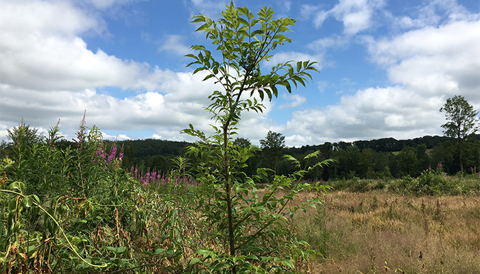 How you can help save Ireland's native ash tree