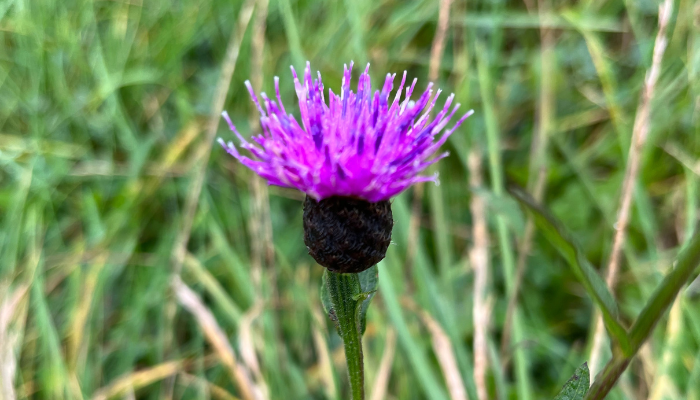 Common knapweed