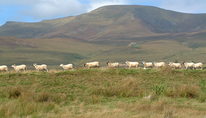 Nitrates Derogation 2022 - Commonage