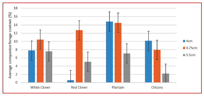 Companion forage content in a year 3 sward