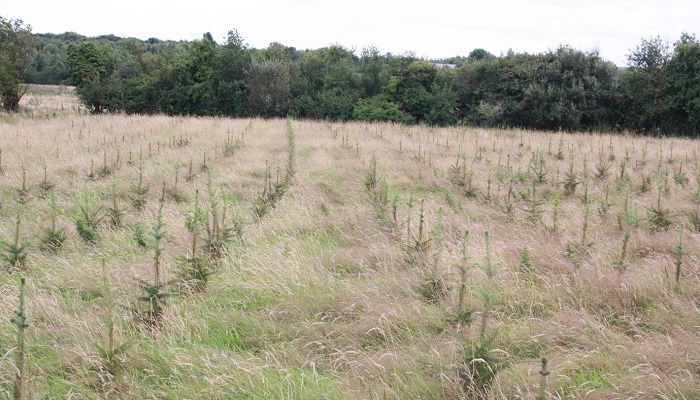 Enhanced afforestation rates required to help meet climate targets