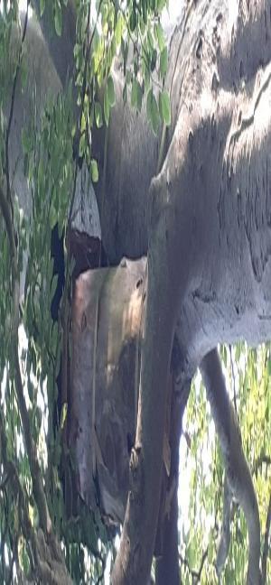 Conservation bee hive in a tree