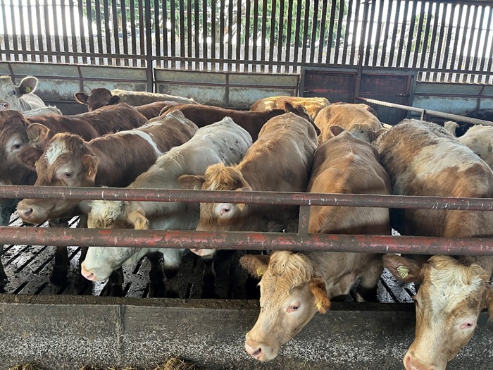 Continental finishing animals in a shed eating silage on John Dunnes farm