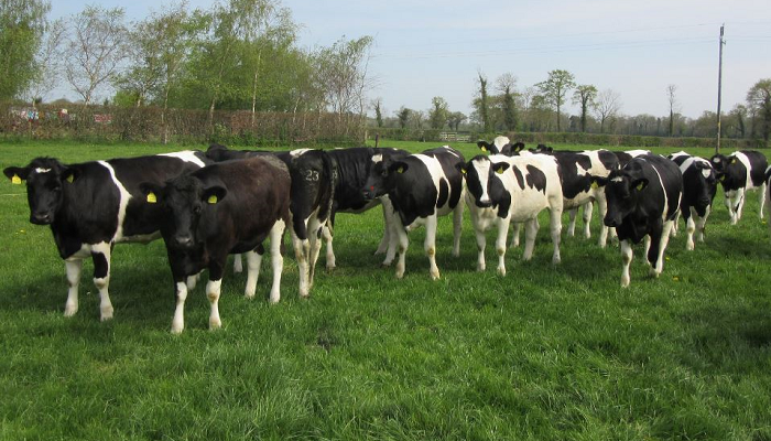 Contract Heifer Rearing in detail