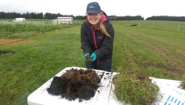Researcher Counting different types of earthworms