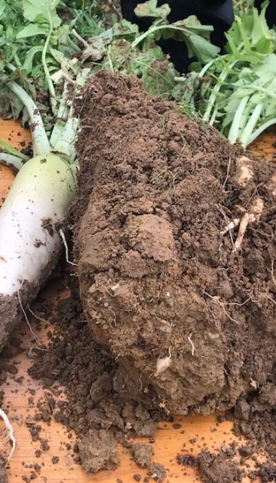 Catch Crops for Water Quality