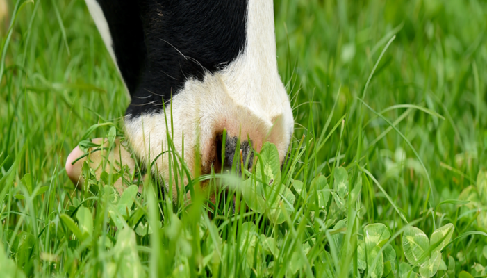Grass10 Clover Report