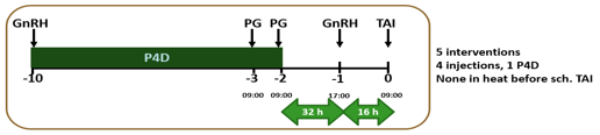 Cow Timed AI Protocol timeline, explained in text