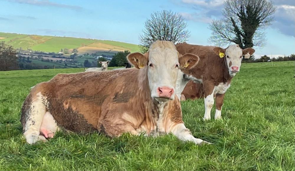 Cow and calf lying down