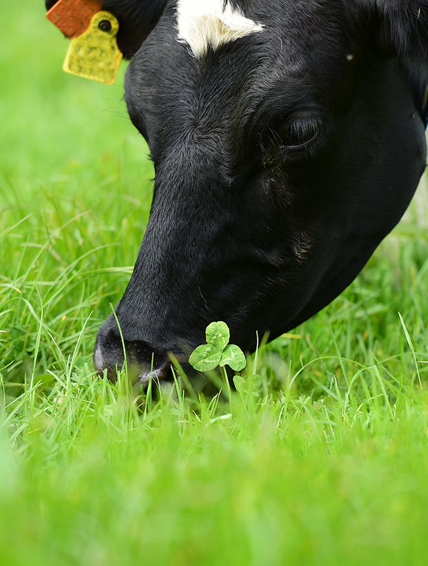 ST PATRICK WAS IRELAND’S FIRST ENVIRONMENTALIST, SAY SCIENTISTS