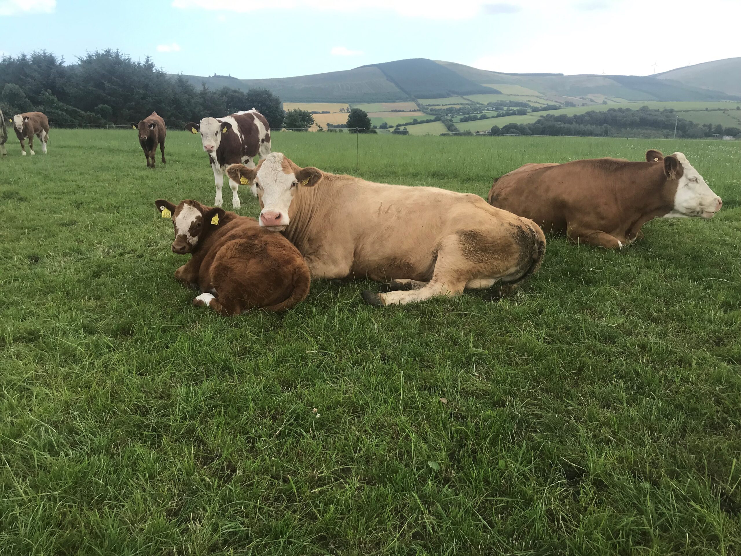 John Pringle cow and calf lying down