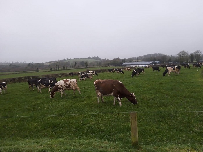 Grass 10 Featured Farmer - the Clune family