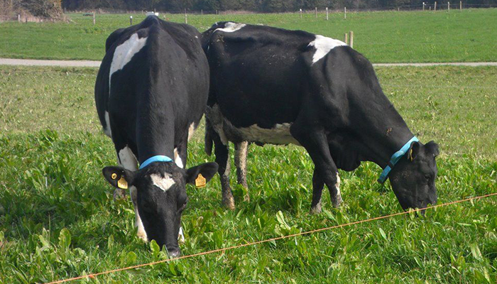National Dairy Conference Questions Answered: potential of multi-species swards