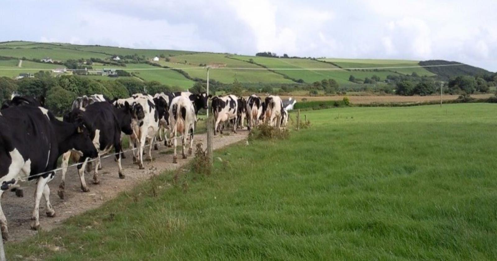 Dairy cows walking along path in a field