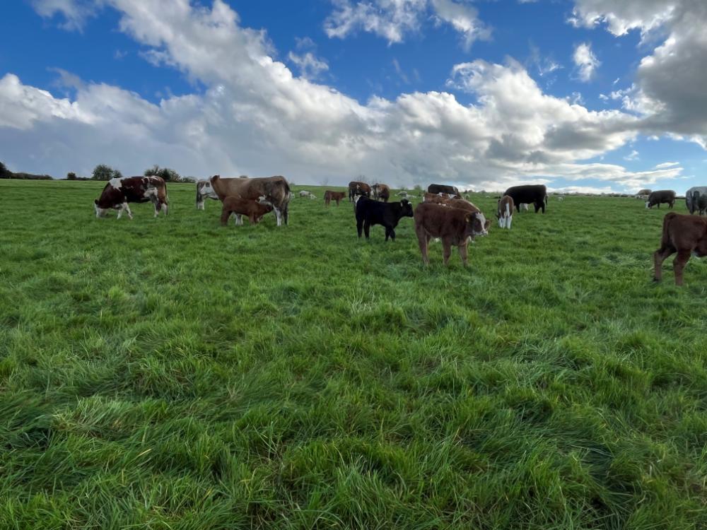 Cows and calves at grass