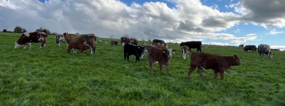 Cows and calves at grass