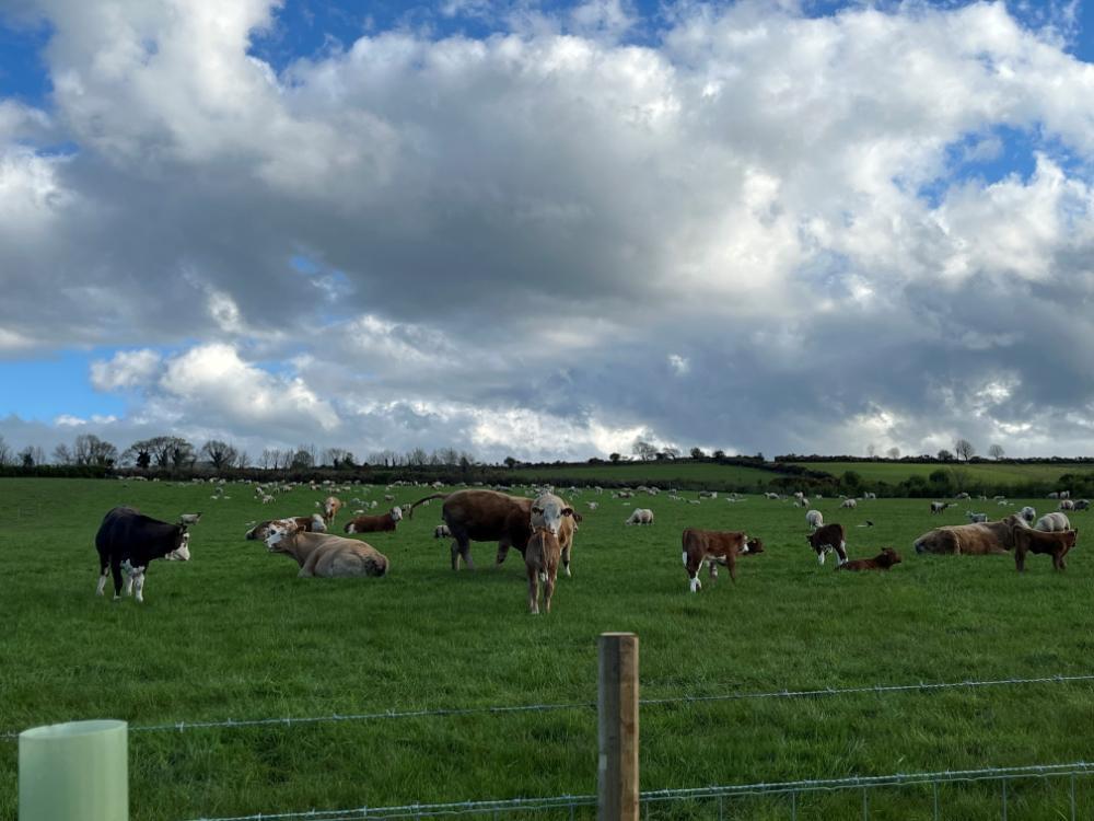 Cows and sheep at grass