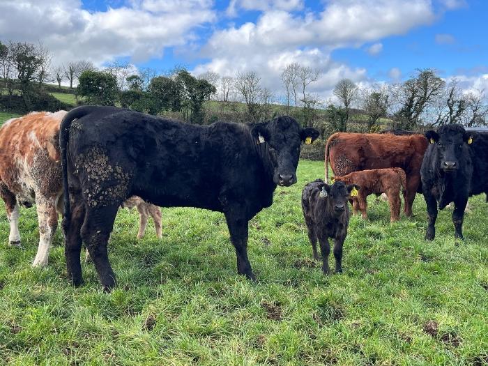 Breeding both beef and replacements