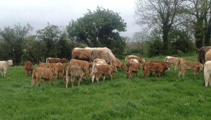 Diary dates: Spring beef grass walks