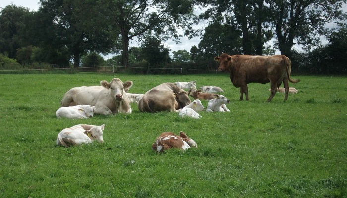 Taking care of the Farmer and farm problems