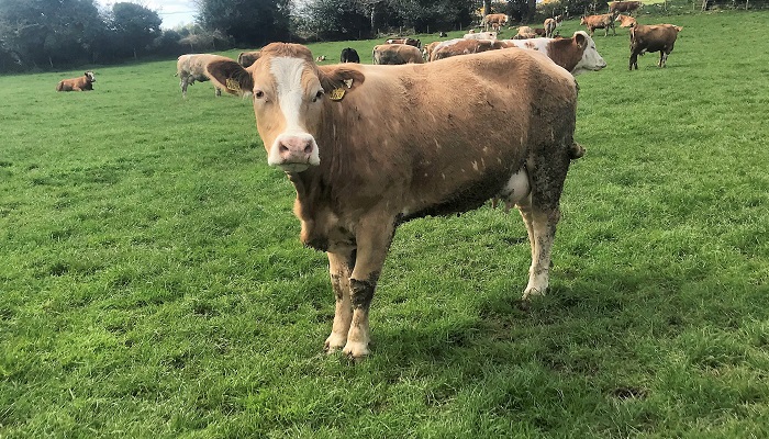Ticking the beef breeding boxes down Wicklow way