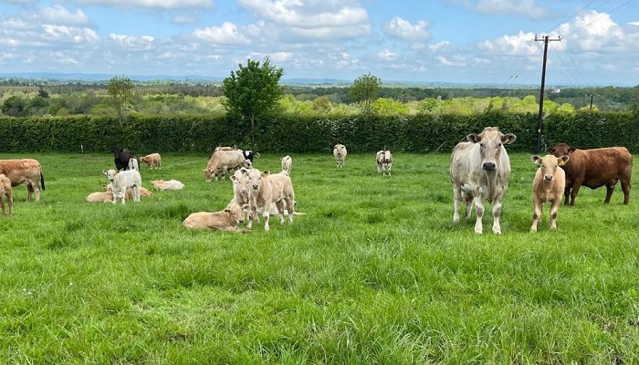 How’s the breeding season progressing for Future Beef Programme farmers?