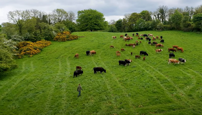 Under 16 month bulls - a profitable system that suits Future Beef farmer Wesley Browne