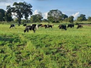 Cows at TALIRI out grazing on a new area of improved forage funded through the project