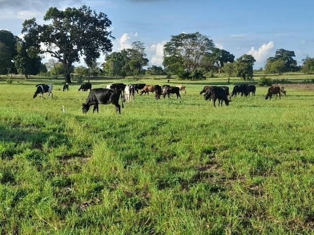 Top five tips for dairy farmers this July