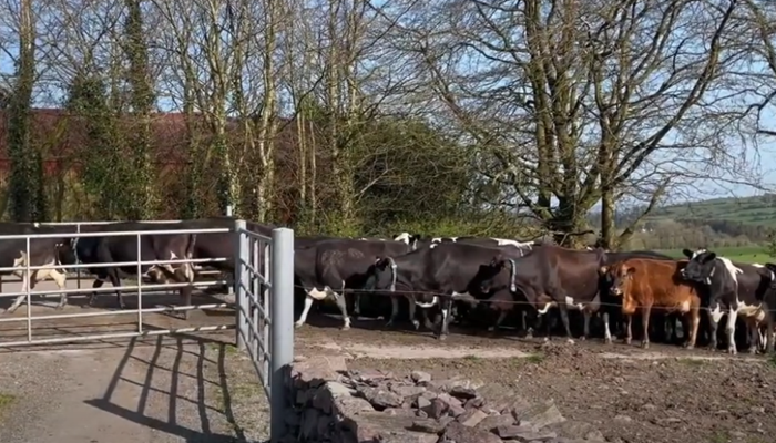 Rising to the milk solids challenge