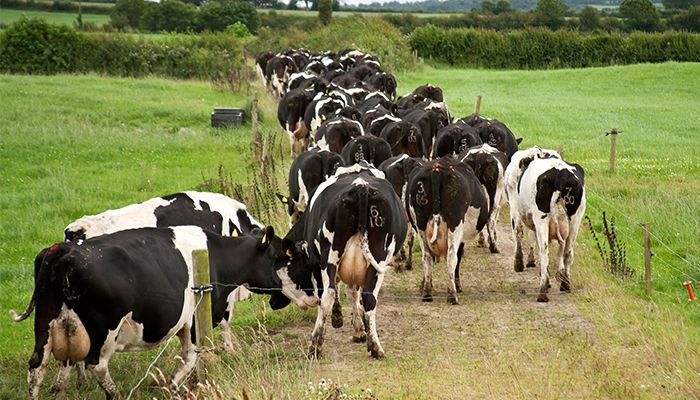 Getting cows back in calf