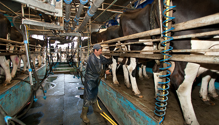 Dairying and Antimicrobial Resistance (AMR)