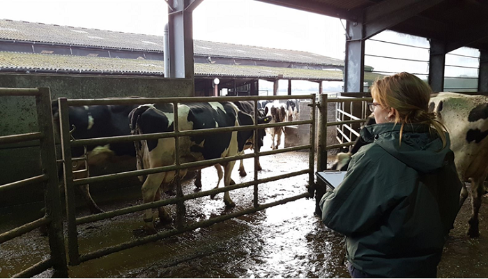 Managing the Cow Around Drying Off