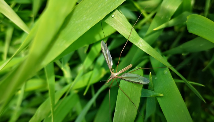 From house guests to farm pests: The hidden impact of Daddy Long-Legs on agriculture