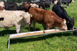 Newford Calves Creep feeding