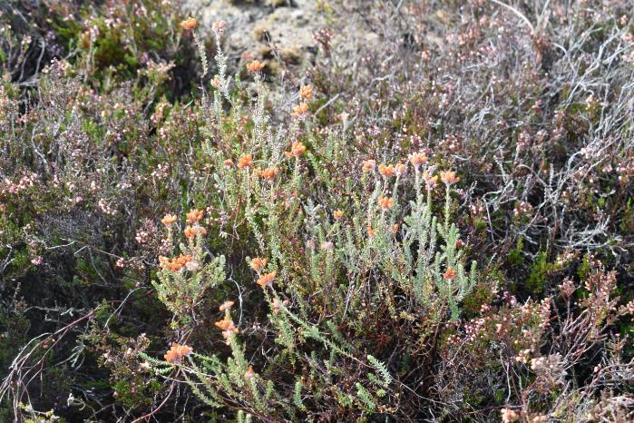 Cross leaved heath habitat in autumn
