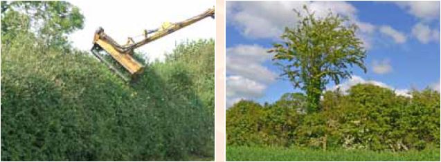 Images on managing hedgerows all information in text