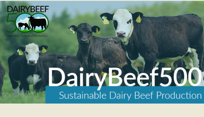 DairyBeef 500 Farm Update October 2022 - Peter O'Hanrahan