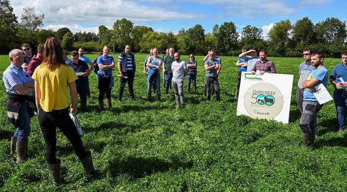 Dairy calf to beef: It’s good to talk