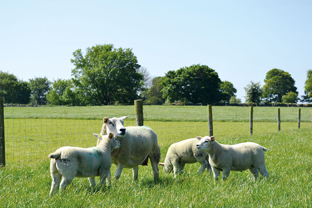 Photo of sheep in a field