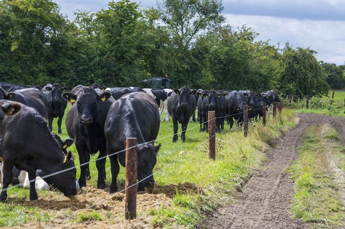 Grazing focus: Keeping enough ‘spark’ in your electric fence