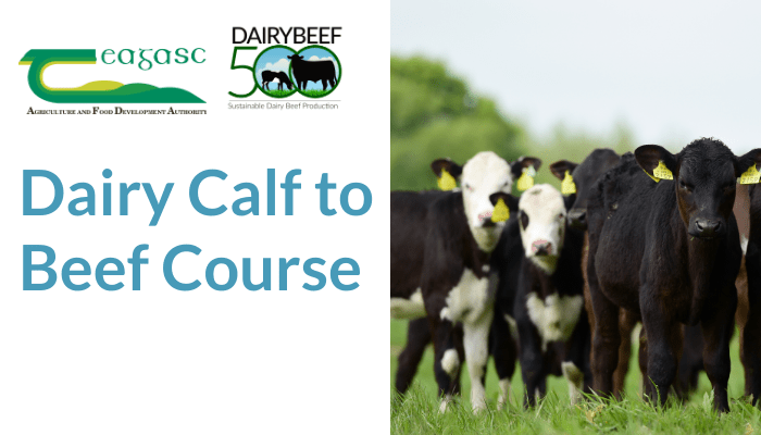 Dairy Calf to Beef Course