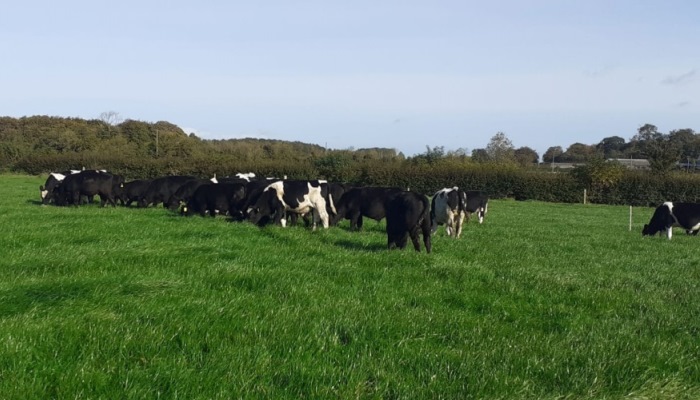 Fine tuning dairy bull beef in Co. Roscommon