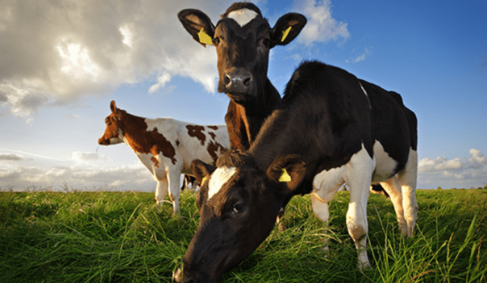 Making better grazing management decisions in 2022 – the PastureBase Ireland story